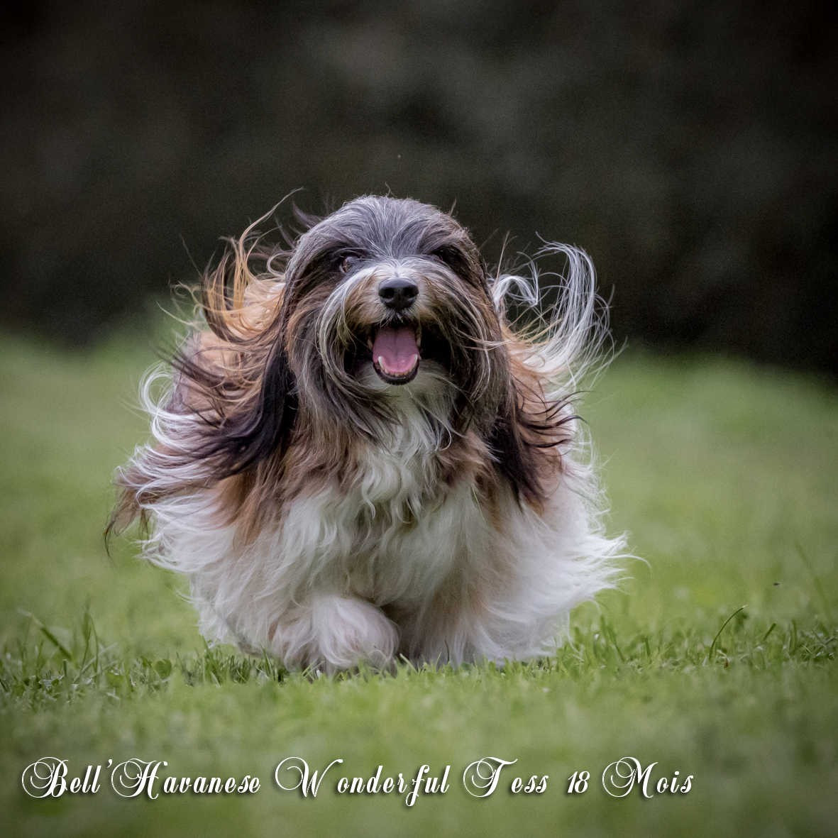 CH. Bell'Havanese  Wonderful Tess